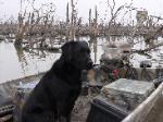 Training retrievers in north texas