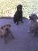 Training retrievers in North texas|North Texas Dog Trainers