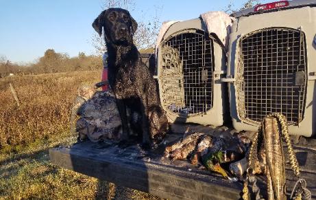 North Texas Dog Trainers/train to hunt/north Texas Retriever trainers