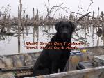 North Texas Retriever Training Dog In Boat
