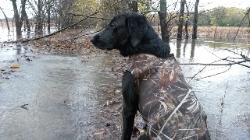 North Texas Dog Trainers|Retriever on hunting trip in north texas