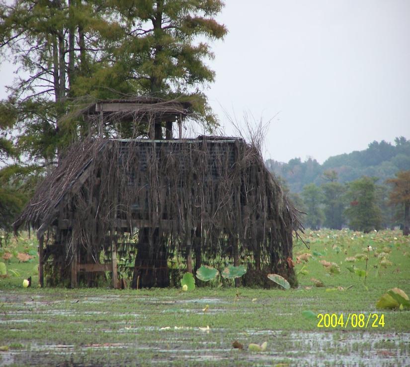 Caddo lake blind