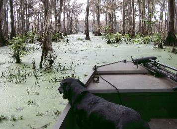 Flooded Timber Training Session