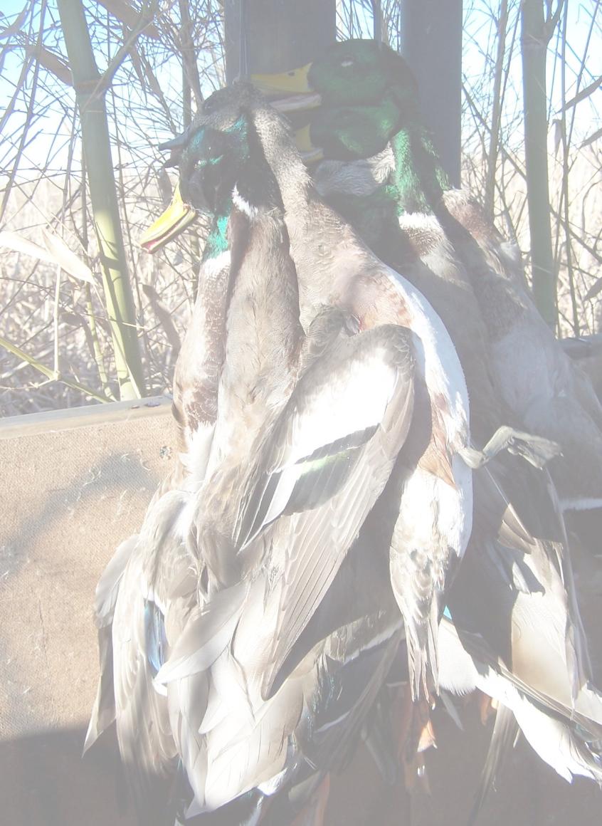 North Texas duck hunting|Limit of mallards